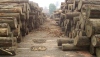 Urwaldschutzgesetz abgelehnt<br>Handel mit illegalem Holz bleibt straffrei