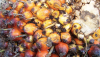 Response of environmentalists to Malaysian and Indonesian Palm Oil PR initiative