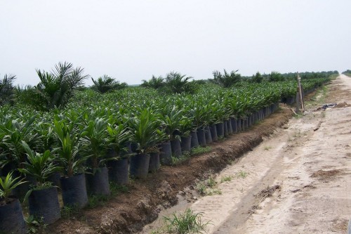 Planting Oil Palms