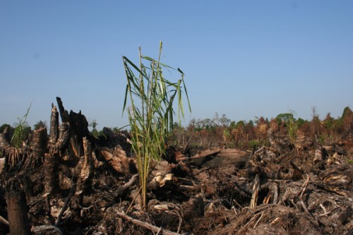 palm oil seedling